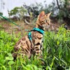 MeWO Cat Harness and Leash Set - Escape Proof, Reflective,