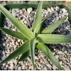 Agave bracteosa Cacti Cactus Succulent Real Live Plant