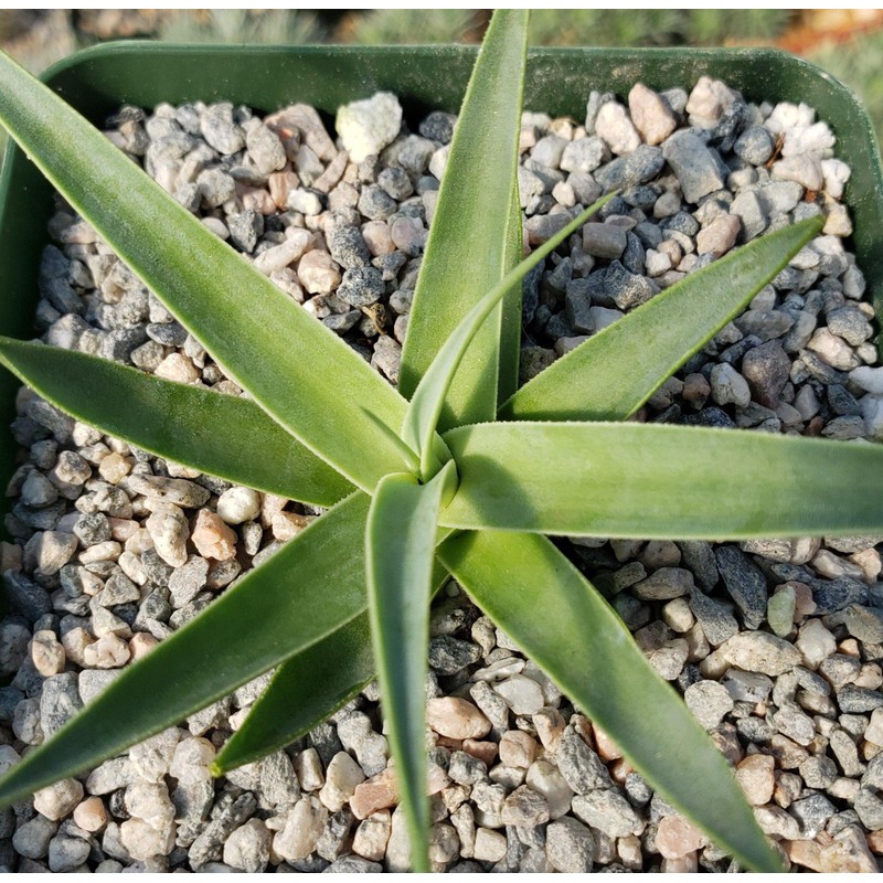 Agave bracteosa Cacti Cactus Succulent Real Live Plant