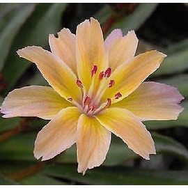 10 Seeds Lewisia Longipetala Little Peach edlcy (Seeds)