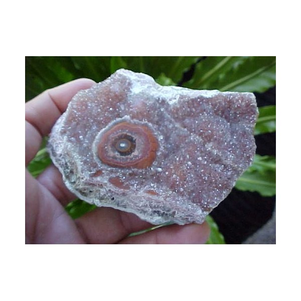 Zs1102 Gemqz Citrine Stalactite LOG Polished Face !!!