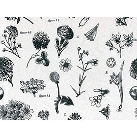 Botanicals Design Print 15"x 20" Gift Grade Tissue Paper Sheets Choose Package Amount (48)