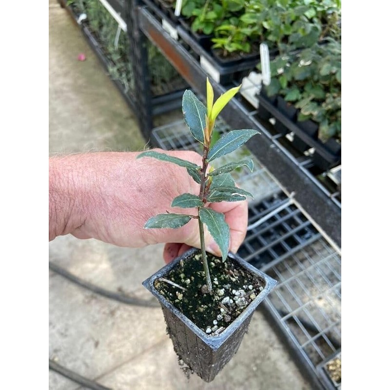 2 Live Plants - Laurus nobilis - 'Bay Leaf Tree'