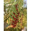 Home-Growth Schinus molle/ American Pepper 100 Seeds 2024 - USA