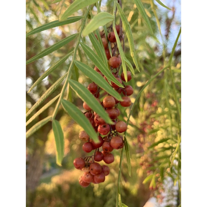 Home-Growth Schinus molle/ American Pepper 100 Seeds 2024 - USA