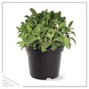 Live Aromatic and Edible Herbs - Assorted Varieties (4 Per