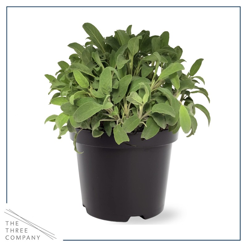Live Aromatic and Edible Herbs - Assorted Varieties (4 Per
