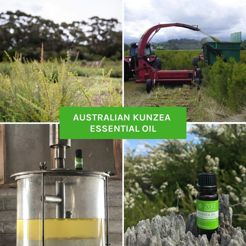 Kunzea Oil (Kunzea ambigua) - 100% Pure Essential Oil [Therapeutic