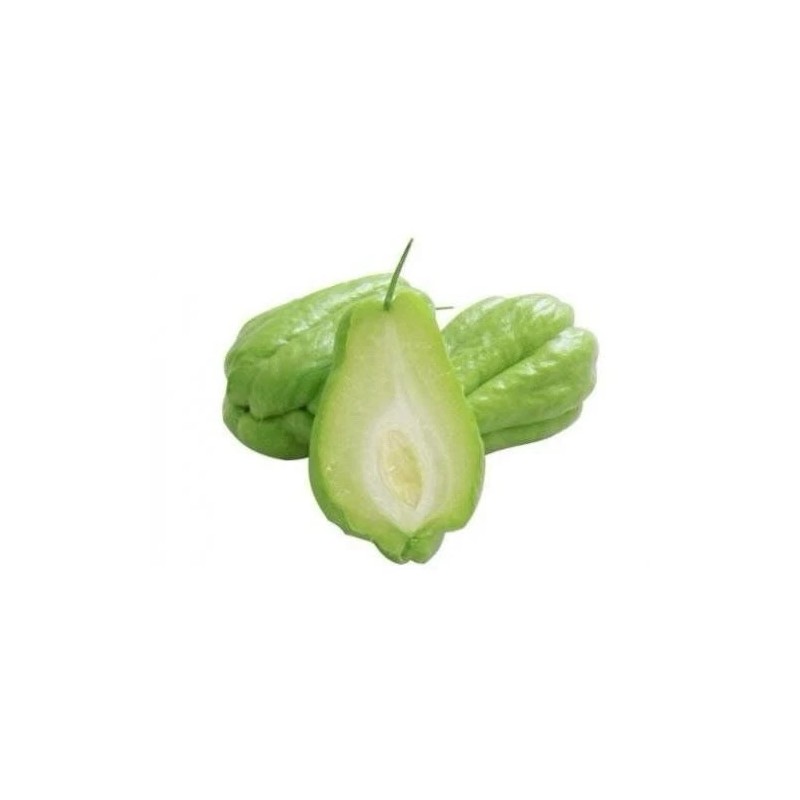 Chayote Plant With Pot 8” Live Plant Ready To Plant