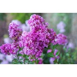 Toadstool Seeds 20 Royal Velvet Cape Myrtle Seeds Tree Flower Perennial Flower Seed 1229 US SELL