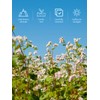 TeeLux Tartary Buckwheat Tea, Roasted Buckwheat Loose Leaf Tea, High