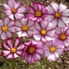 1000 Cosmos ‘Picotee’ Flower Seeds Bipinnatus