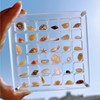 SSKHE 36 Grids Acrylic Magnetic Seashell Display Box, Clear Mini