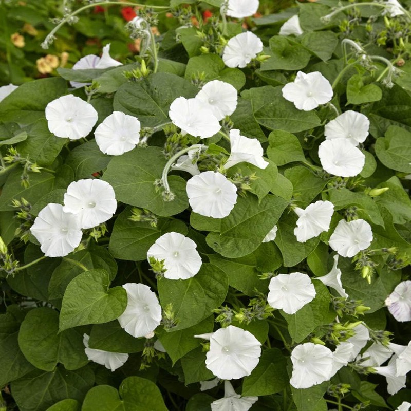 Outsidepride Annual 100 Seeds Ipomoea Alba Moonflower Vine Seeds for