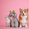 AIMALL Mexican Style Pet Bandana and Straw Hat Set, Colourful