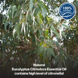 uh*Roh*Muh Organic Eucalyptus Citriodora Essential Oil - USDA Certified Essential Oil | 100% Pure and Natural - Premium Quality Essential Oil for Aromatherapy, Skin Care - Sourced from India10ml