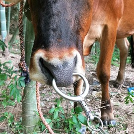 Cattle Nose Pliers Cow Nose Pliers Stainless Steel Bull Spring Type Bull Cow Nose Pliers Cattle Nose Ring Animals Equipment Accessories (12 x 7 x 3 cm)