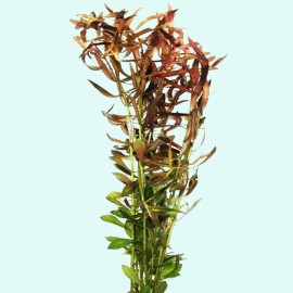 Unbranded Vietnamese Rotala (Rotala Vietnam) Bunch