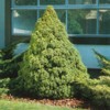 Plants by Mail 3 Gallon - Dwarf Alberta Spruce, Green