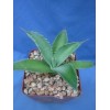 Crazy H Cactus Agave potatorum "Spawn" Starter Plants! FINALLY AVAILABLE!!