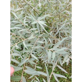 CZ Grain Edelweiss Willow Tree Cutting to Grow - Fast Growing Stunning Hedge or Shade