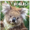 Koalas 2026 - Broschürenkalender 30x30 cm (30x60 geöffnet) - Kalender