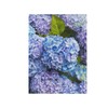 Chic Blue Hydrangea Flowers Garden Flag, 28 x 40 Inch