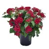 Outsidepride Red Pentas Seed - 50 Seeds