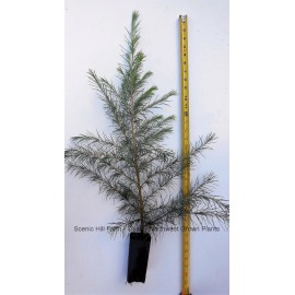 Scenic Hill Farm Deodar Cedar, Live Potted Tree 15-24 Inches tall, graceful, pendulous branches