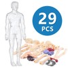 Human Body Model for Kids, Fully Transparent Body, 29 Piece