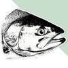 Extra Large 460mm 'Salmon Fish Head' Permanent Sticker Decal for