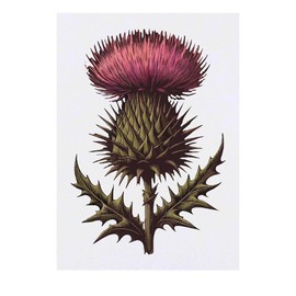 'Scottish Thistle' Temporary Tattoo - Water Resistant, Skin-Safe, Non-Toxic Transfer (TO00078103)