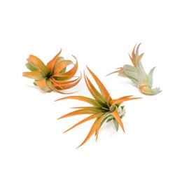 Tangerine Colorful Tillandsia Air Plants - Long Lasting Color Enhanced Live Tillandsia Succulent House Plants - Home and Garden Decor - Easy Care Indoor/Outdoor Plants (Brachycaulos Abdita, Single)