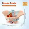 Merinden Life-Size Female Pelvis & Pelvic Floor Muscles Model