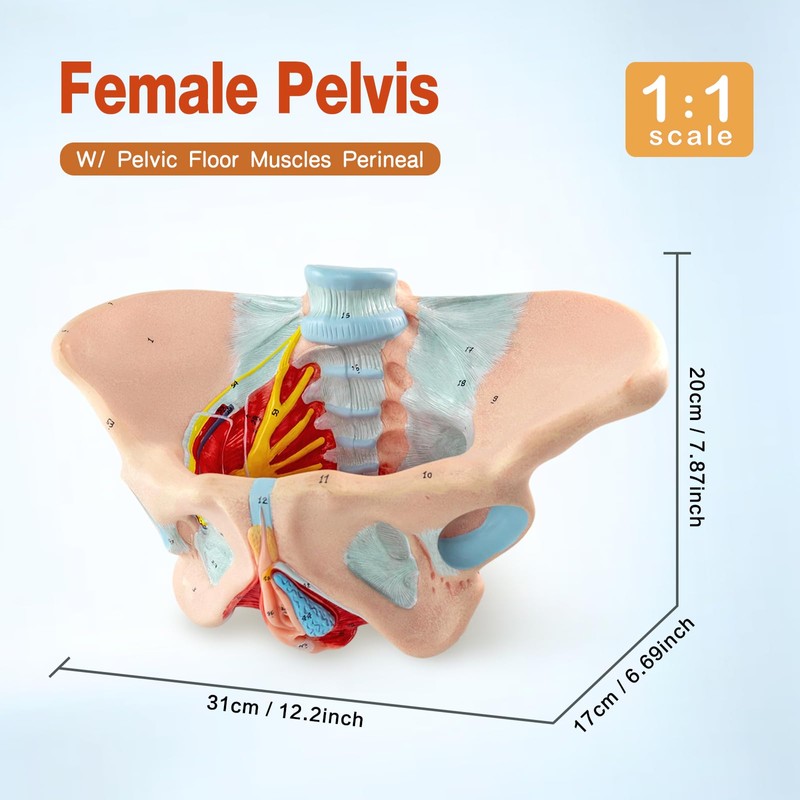 Merinden Life-Size Female Pelvis & Pelvic Floor Muscles Model