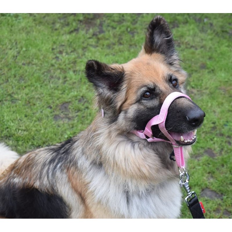 Headcollar Dog Halter/Training Head Collar Training Tool Dog, Head Harness