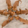 Puppy Collars Pack of 12 Size M-L 2 Sizes Available