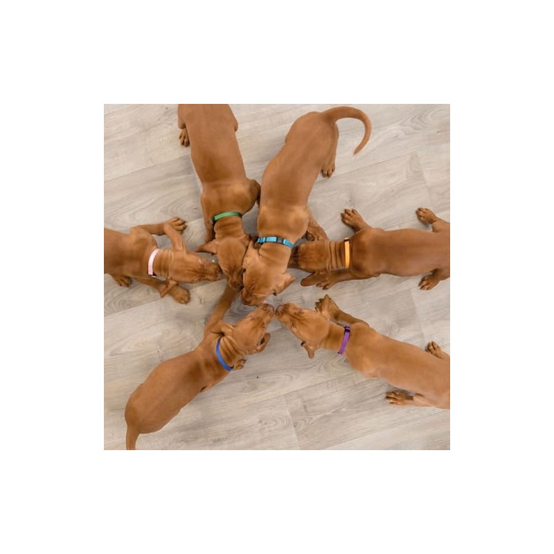 Puppy Collars Pack of 12 Size M-L 2 Sizes Available