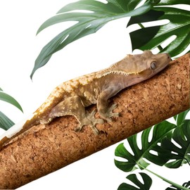 Repticircle Cork Branch for Reptiles – 7.8" Natural Climbing Wood Sticks for Crested Geckos, Tree Frogs, Bearded Dragons, Snakes, Lizards & Chameleons – Perfect Terrarium Habitat Decor