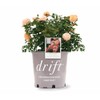 Apricot Drift Rose #2 Pot