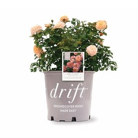 Apricot Drift Rose #2 Pot