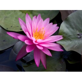 Live Hardy Water Lily Tubers  Aquatic Pond Plants Lilies Multiple Colors Avail - Pink
