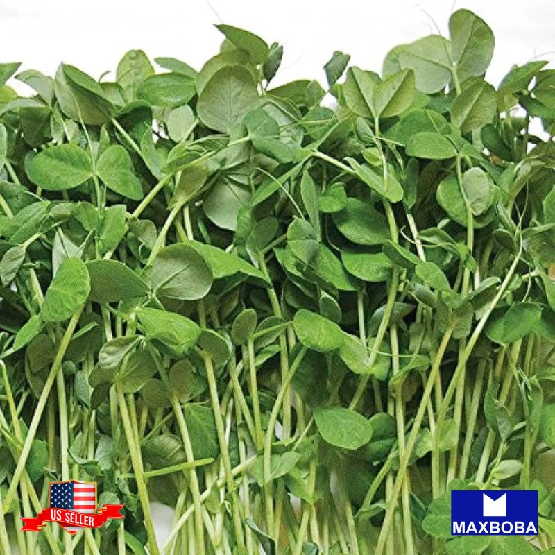 Maxboba Pea Green Microgreens Seeds Organic Non-GMO Heirloom - 384