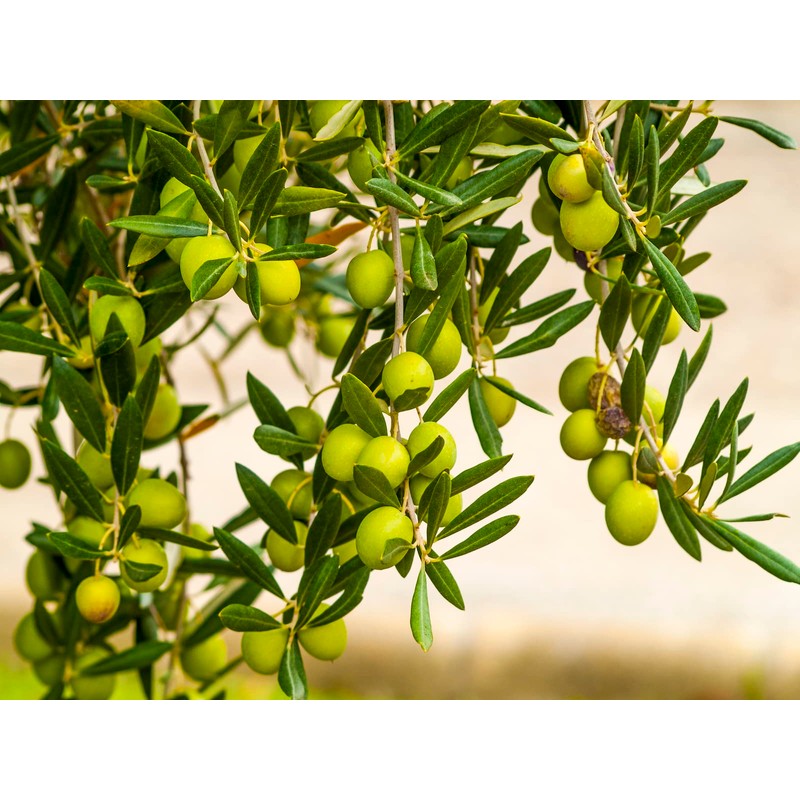 Jasmine Natural Solid Perfume (Jasmine, 0.25 oz tin jar)