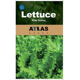 ATLAS Lettuce -Atlas Shinny