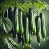 22Day Seeds: Seeds Cucumber Chinese Wonder Open-Pollinated / 60 Days/Non