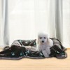 Allisandro Premium Fluffy Durable Dog Blanket, Soft and Warm Fleece