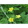 Bitter Gourd Seeds,Japanese Long (Asian vegetable) Harvested young at 10-13"