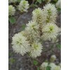 Fothergilla major 'Mt. Airy' (Fothergilla) Shrub, white flowers, #2 -