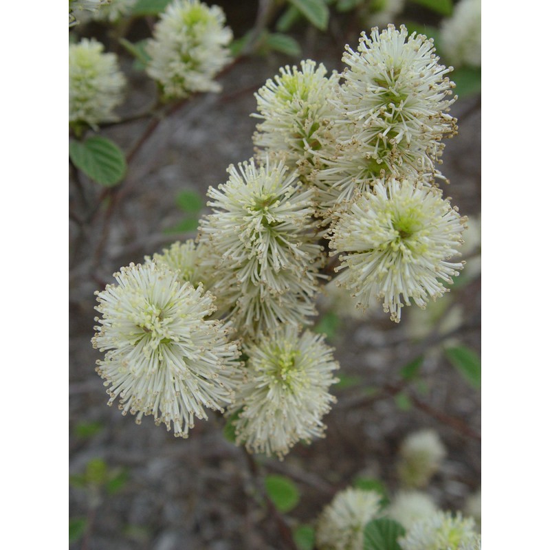 Fothergilla major 'Mt. Airy' (Fothergilla) Shrub, white flowers, #2 -